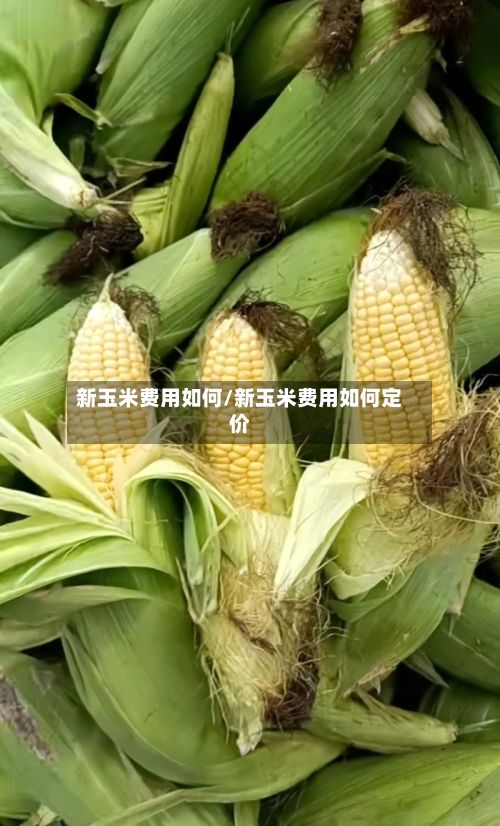 新玉米费用如何/新玉米费用如何定价
