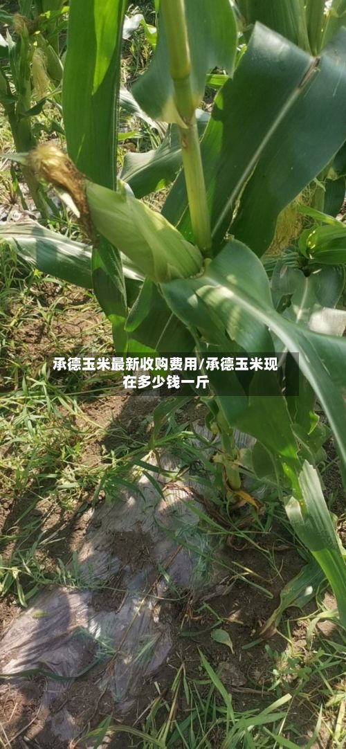 承德玉米最新收购费用/承德玉米现在多少钱一斤-第2张图片