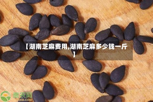 【湖南芝麻费用,湖南芝麻多少钱一斤】-第2张图片