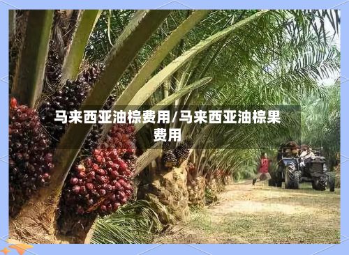 马来西亚油棕费用/马来西亚油棕果费用