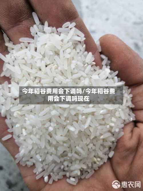 今年稻谷费用会下调吗/今年稻谷费用会下调吗现在-第2张图片