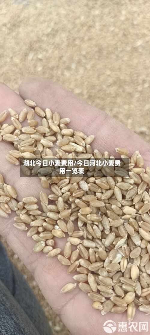 湖北今日小麦费用/今日河北小麦费用一览表-第2张图片