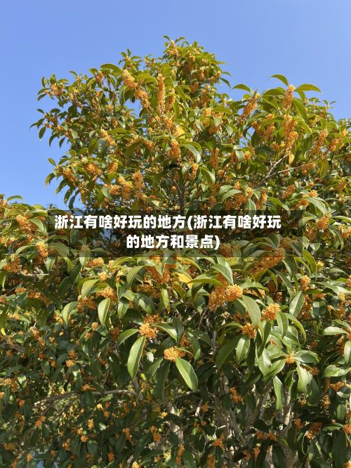 浙江有啥好玩的地方(浙江有啥好玩的地方和景点)-第3张图片