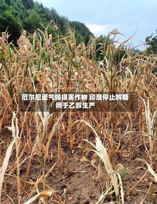 厄尔尼诺气候损害作物 印度停止将糖用于乙醇生产-第1张图片