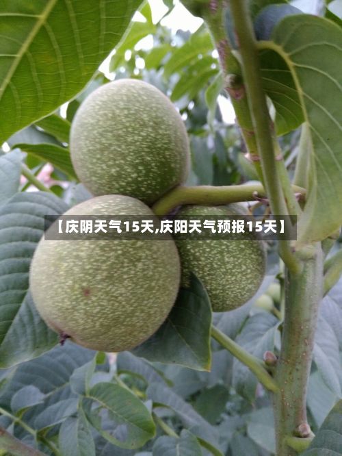 【庆阴天气15天,庆阳天气预报15天】