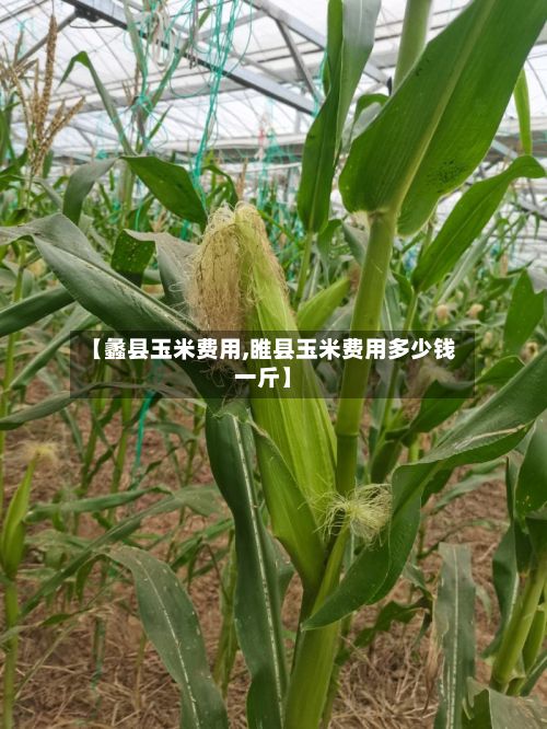 【蠡县玉米费用,睢县玉米费用多少钱一斤】