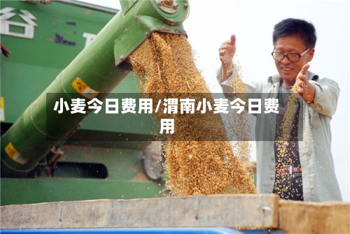 小麦今日费用/渭南小麦今日费用