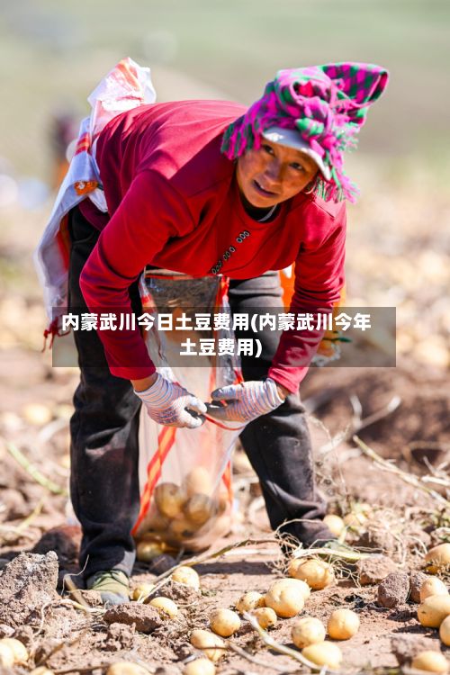 内蒙武川今日土豆费用(内蒙武川今年土豆费用)-第3张图片