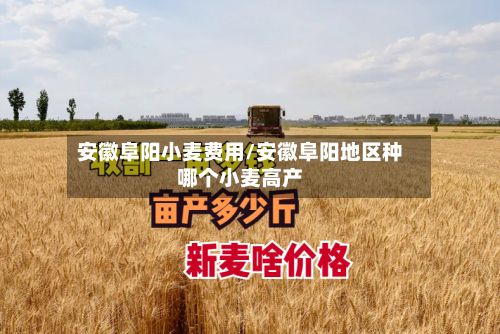安徽阜阳小麦费用/安徽阜阳地区种哪个小麦高产