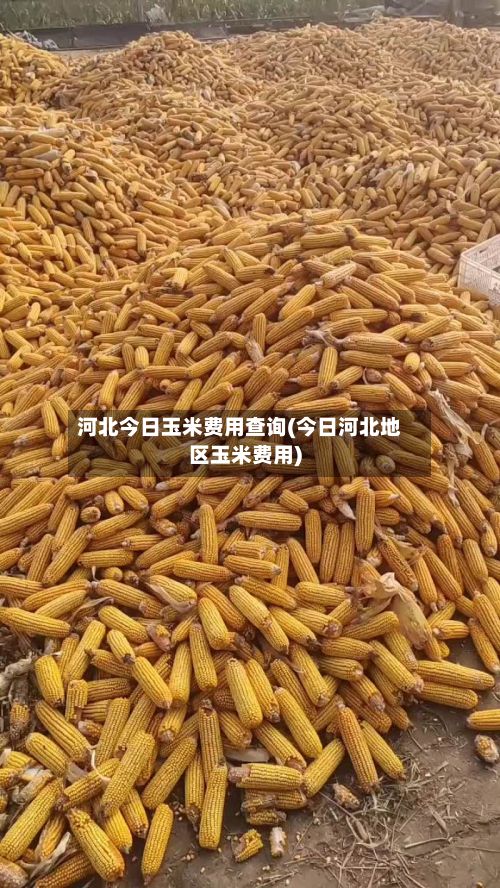 河北今日玉米费用查询(今日河北地区玉米费用)-第2张图片