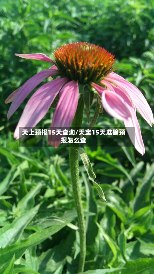天上预报15天查询/天宝15天准确预报怎么查