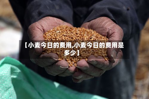 【小麦今日的费用,小麦今日的费用是多少】