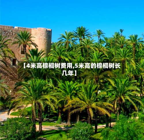 【4米高棕榈树费用,5米高的棕榈树长几年】