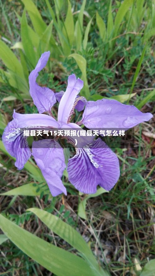 耀县天气15天预报(耀县天气怎么样)-第2张图片