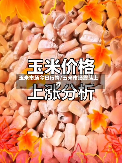 玉米市场今日行情/玉米市场震荡上行-第2张图片