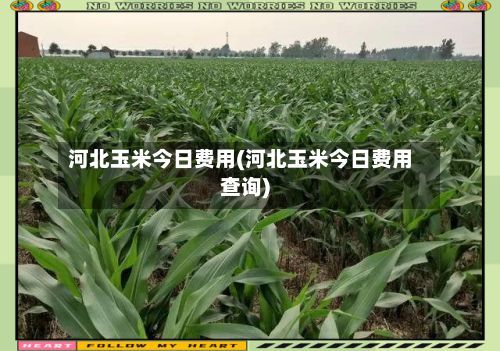 河北玉米今日费用(河北玉米今日费用查询)-第2张图片