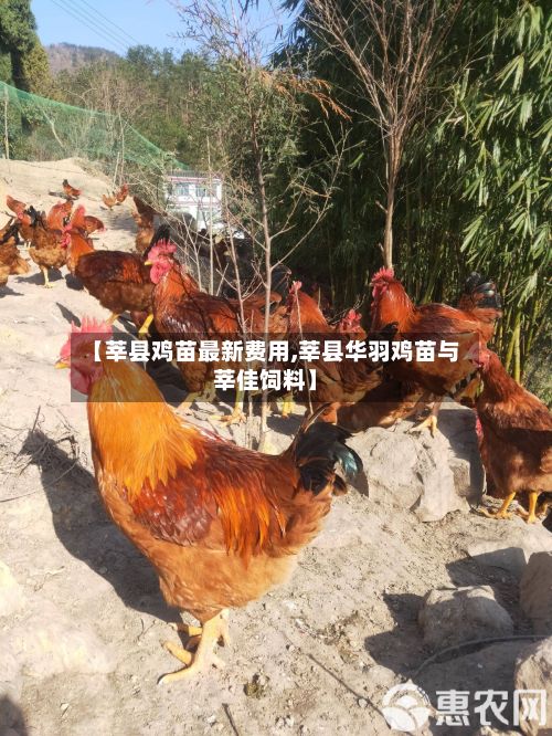 【莘县鸡苗最新费用,莘县华羽鸡苗与莘佳饲料】-第3张图片