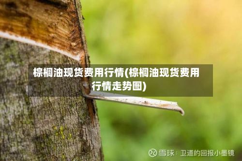 棕榈油现货费用行情(棕榈油现货费用行情走势图)