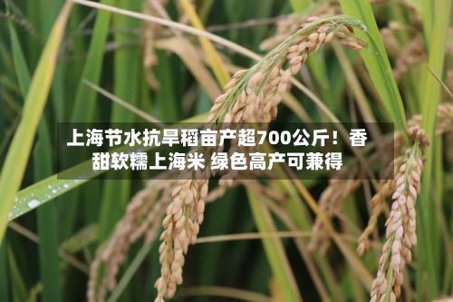 上海节水抗旱稻亩产超700公斤!香甜软糯上海米 绿色高产可兼得-第1张图片