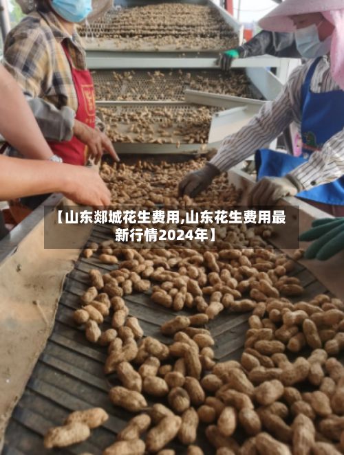【山东郯城花生费用,山东花生费用最新行情2024年】