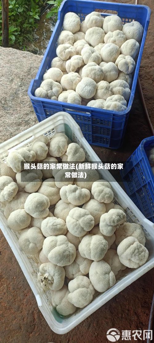 猴头菇的家常做法(新鲜猴头菇的家常做法)-第2张图片