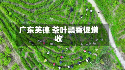广东英德 茶叶飘香促增收-第2张图片