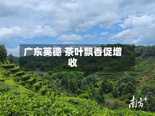 广东英德 茶叶飘香促增收-第3张图片