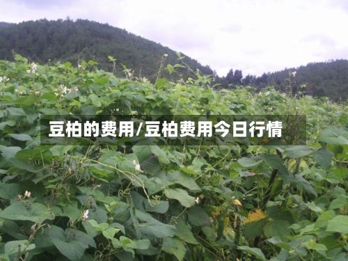 豆柏的费用/豆柏费用今日行情