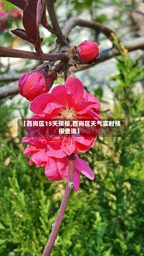【西岗区15天预报,西岗区天气实时预报查询】-第2张图片