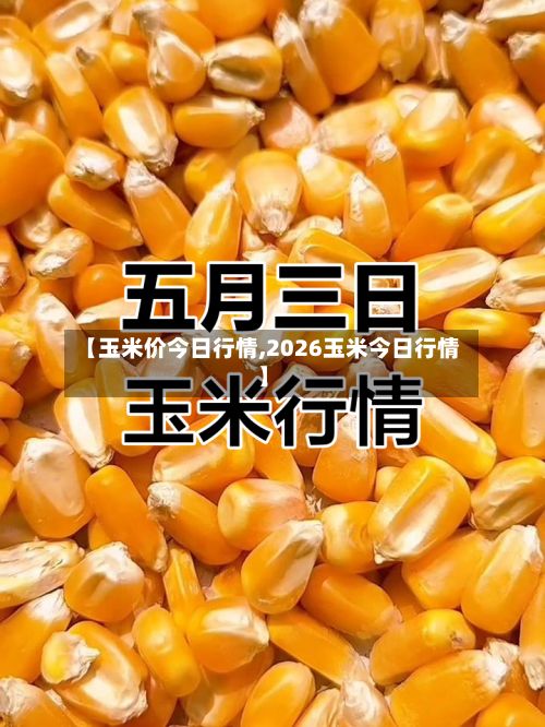 【玉米价今日行情,2026玉米今日行情】