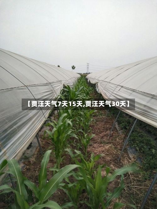 【贾汪天气7天15天,贾汪天气30天】
