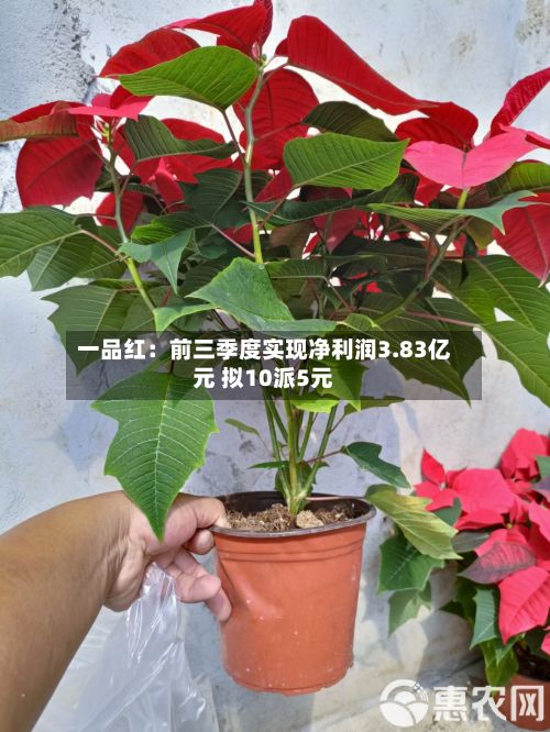 一品红：前三季度实现净利润3.83亿元 拟10派5元