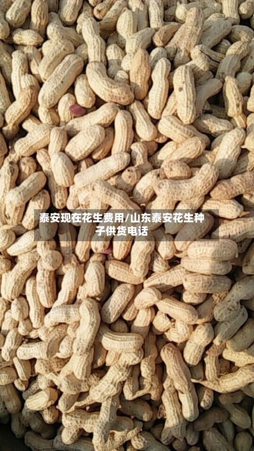 泰安现在花生费用/山东泰安花生种子供货电话