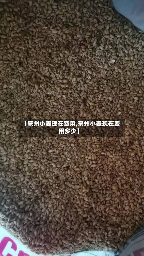【亳州小麦现在费用,亳州小麦现在费用多少】-第3张图片
