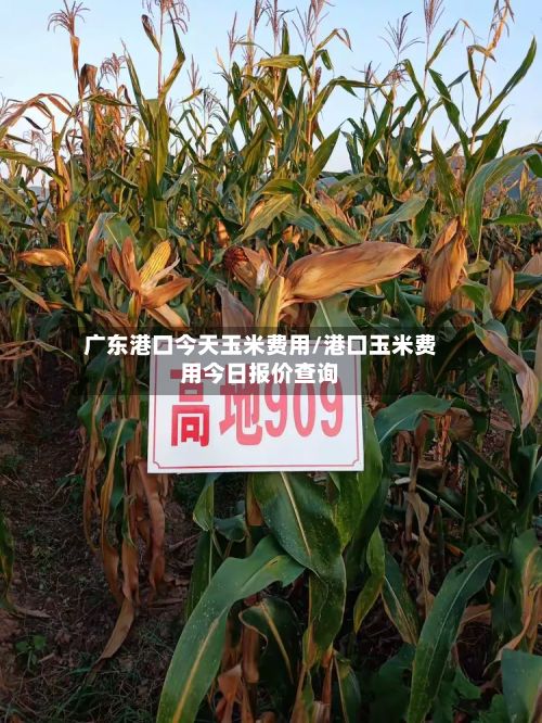 广东港口今天玉米费用/港口玉米费用今日报价查询-第2张图片